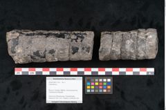 Foto (Objekt + Etikett) von Calamites sp.  (NHMW-GEO-2024-0188-11163)